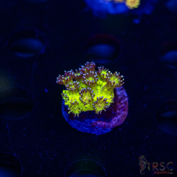 Glitterbomb Goniopora G07