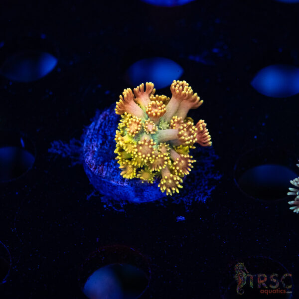 Yellow Brick Road Rainbow  Goniopora G08