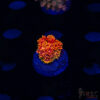 Fireball Gonipora G09 2 TRSC 09152025 GONI G09