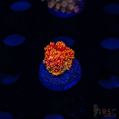 Fireball Gonipora G09