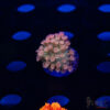 Atlantis Pink Tip Micro Goniopora G10 1 TRSC 09152025 GONI G10