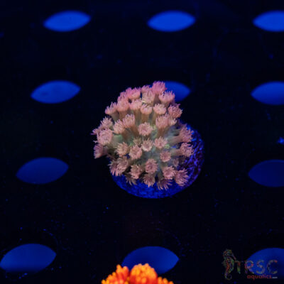 Atlantis Pink Tip Micro  Goniopora G10
