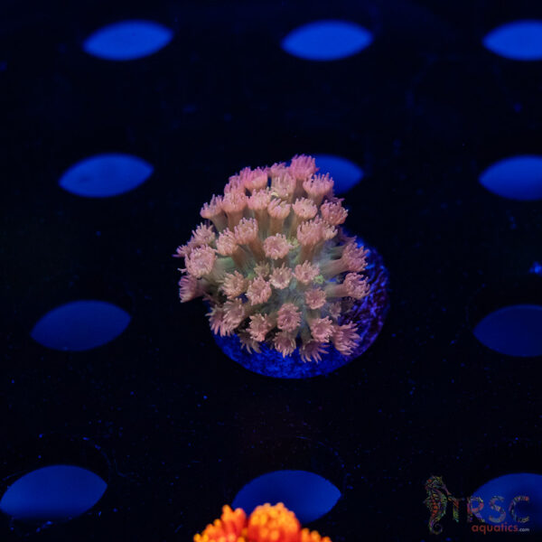 Atlantis Pink Tip Micro  Goniopora G10