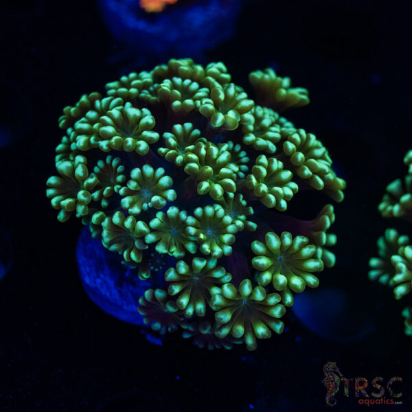 Green Machine Alveopora/Goniopora H01