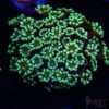 Green Machine Alveopora/Goniopora H02 1 TRSC 09152025 GONI H02