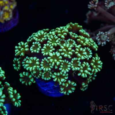 Green Machine Alveopora/Goniopora H03