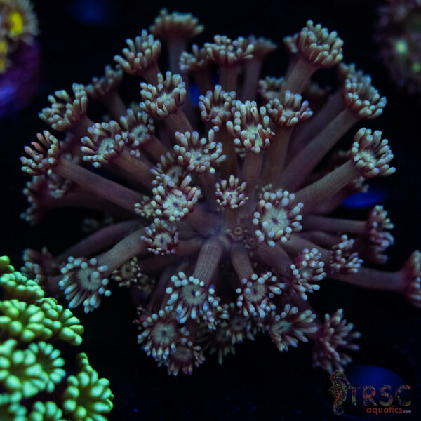 Teal Goniopora H04