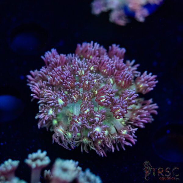 Purple Pink Tip Goniopora H05