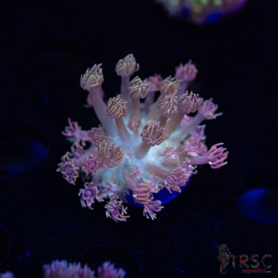 Purple Pink Tip Goniopora H06