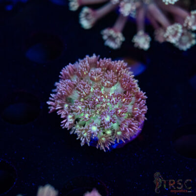 Purple Pink Tip Goniopora H07