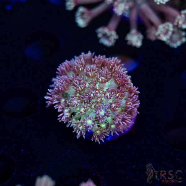 Purple Pink Tip Goniopora H07