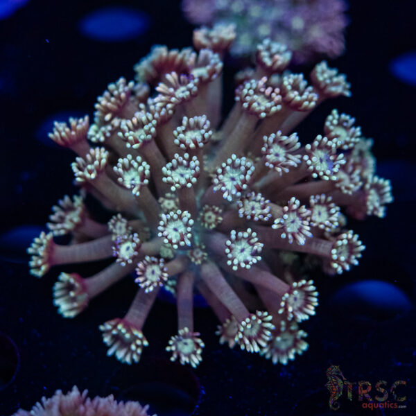 Teal Goniopora H08