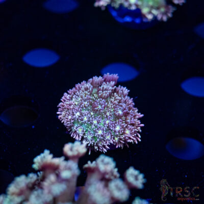 Purple Pink Tip Goniopora H09