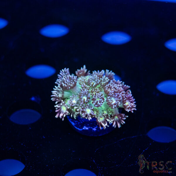 Purple Pink Tip Goniopora H10