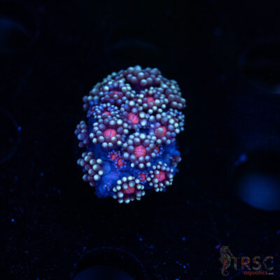 Blueberry Daisy Goniopora I01