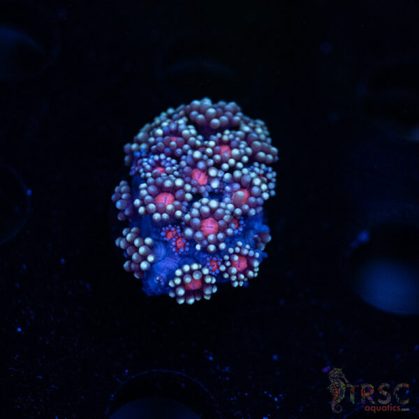 Blueberry Daisy Goniopora I01