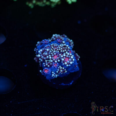 Blueberry Daisy Goniopora I02
