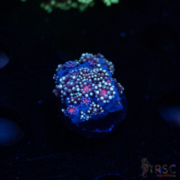 Blueberry Daisy Goniopora I02