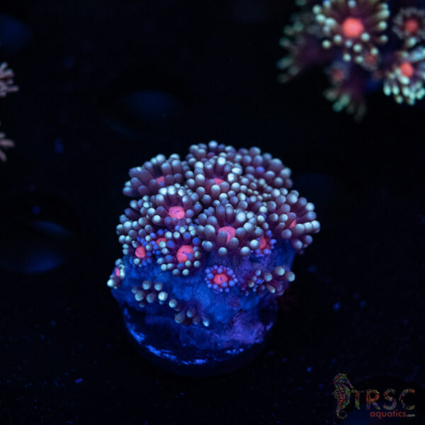 Blueberry Daisy Goniopora I04