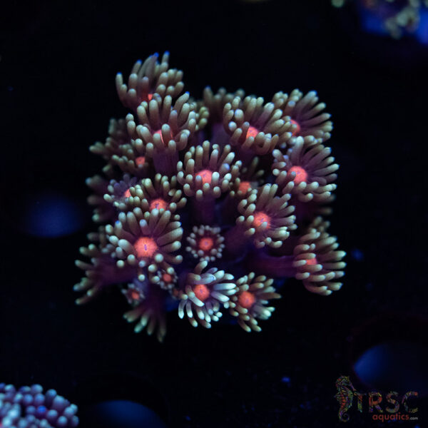 Teal Daisy Goniopora I05