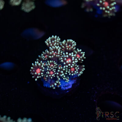 Teal Daisy Goniopora I06