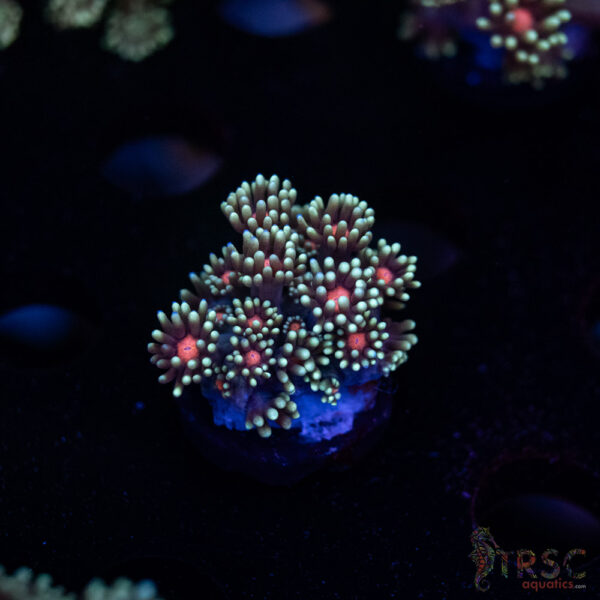 Teal Daisy Goniopora I06