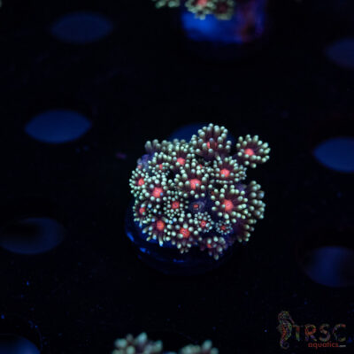 Teal Daisy Goniopora I08