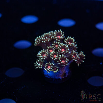 Teal Daisy Goniopora I09