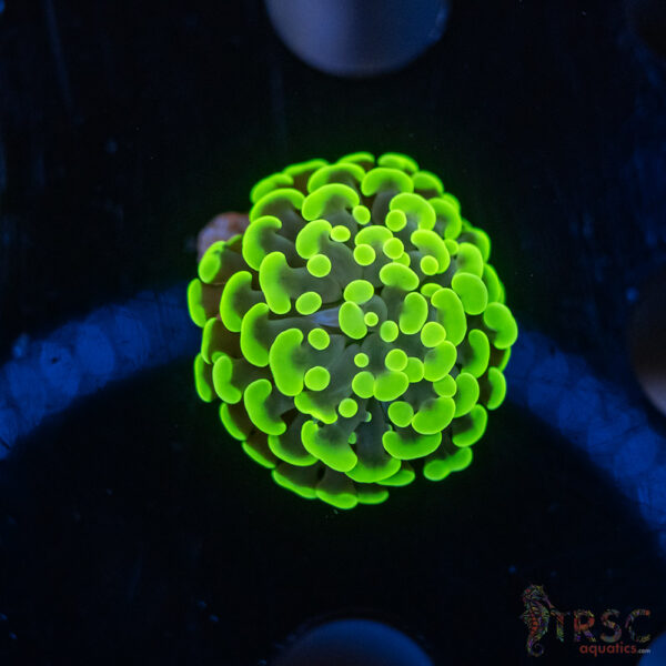 Neon Green Hammer G01