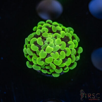 Neon Green Hammer G02