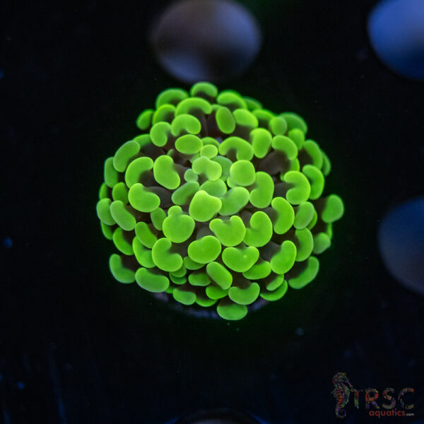 Neon Green Hammer G02