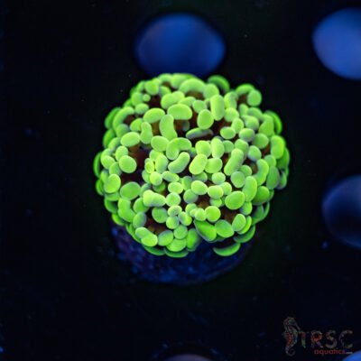 Neon Green Hammer G03