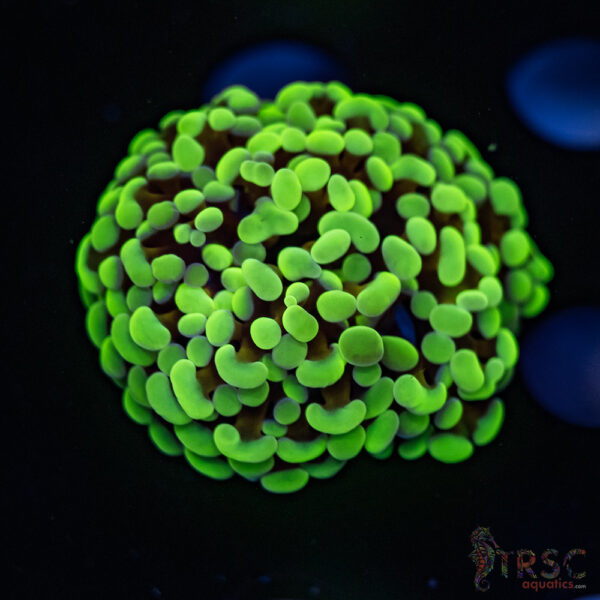 Neon Green Hammer G04
