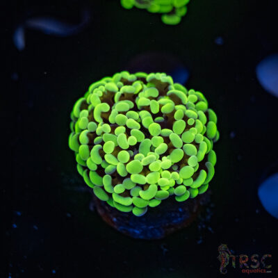 Neon Green Hammer G05