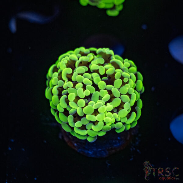 Neon Green Hammer G05