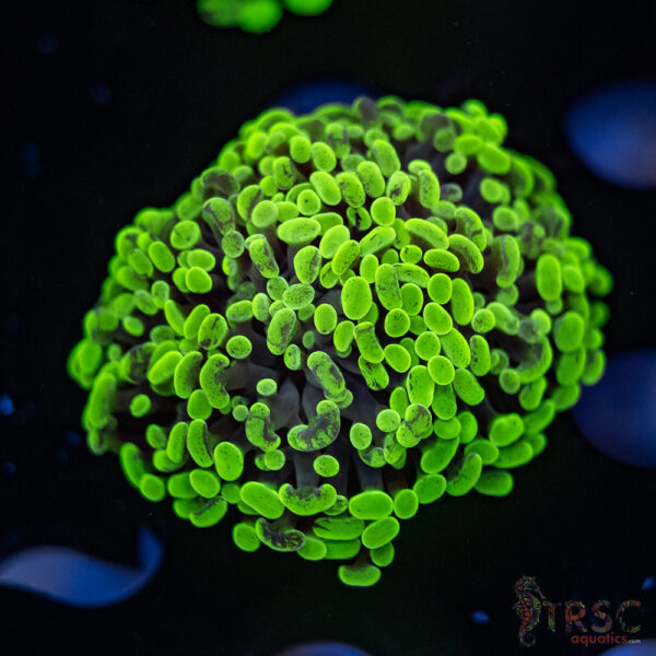 Neon Splatter Green Hammer G06