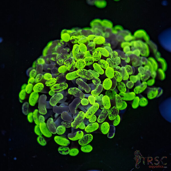 Neon Splatter Green Hammer G07