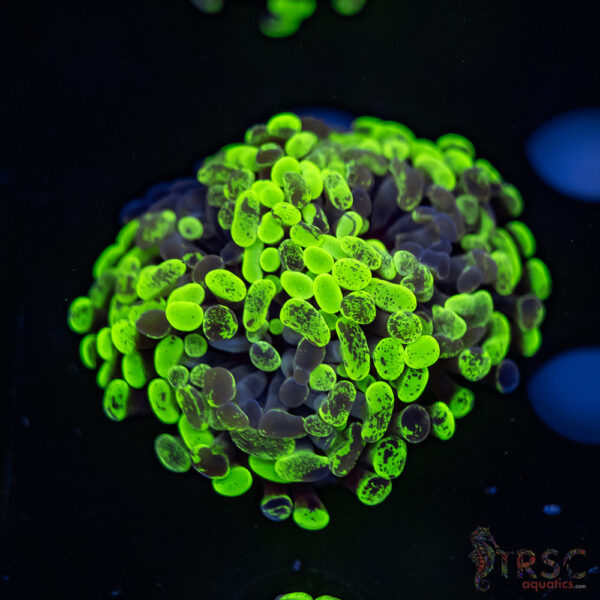 Neon Splatter Green Hammer G08