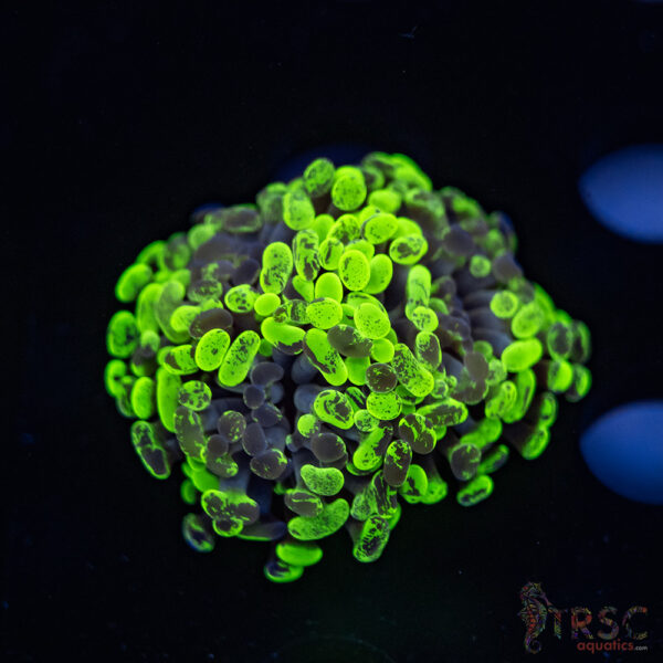 Neon Splatter Green Hammer G09