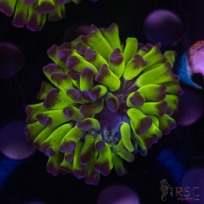 Purple Tip Green Hammer H01
