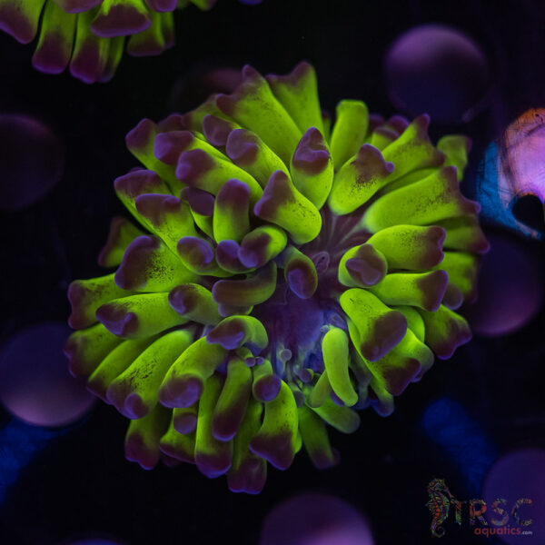 Purple Tip Green Hammer H01