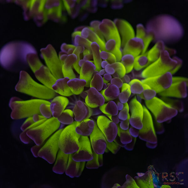 Purple Tip Green Hammer H02
