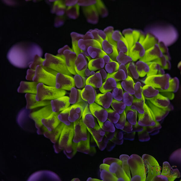 Purple Tip Green Hammer H03