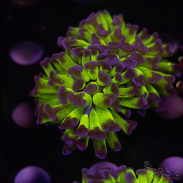 Purple Tip Green Hammer H04
