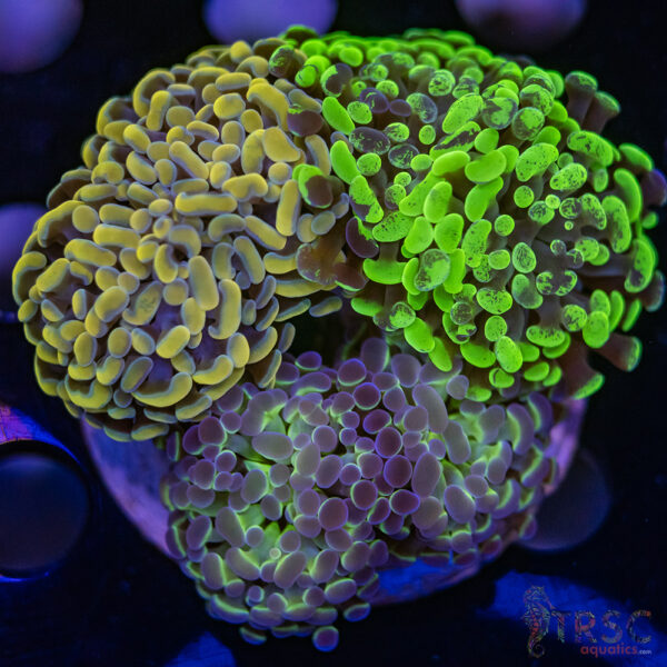Hologram Hammer Garden J01