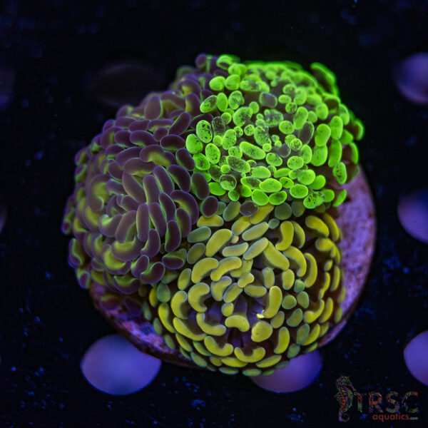 Hologram Hammer Garden J03