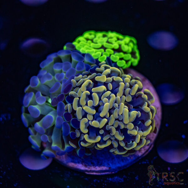 Hologram Hammer Garden J04