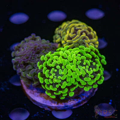 Hologram Hammer Garden J05