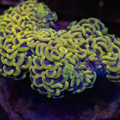 10k Rainbow Gold Hammer A01