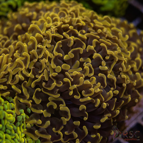 AUS Branching Orange Hammer Colony A02